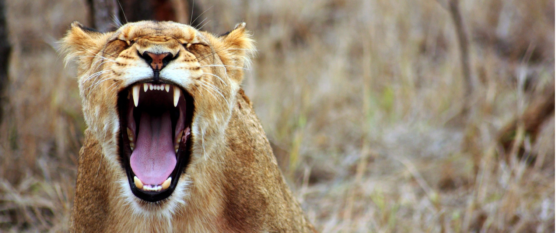 Presidential Digital Talent Programme